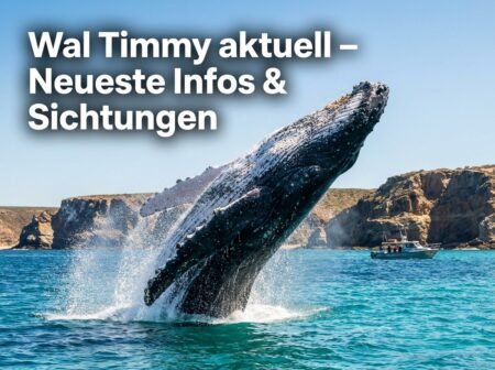 wal timmy aktuell